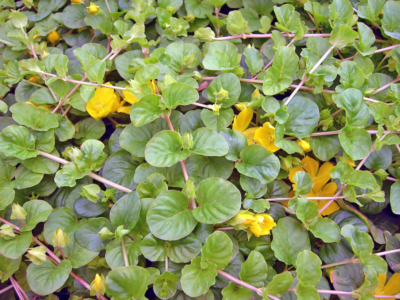 Pfennigkraut - Lysimachia nummularia